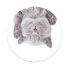 Popsockets Cat Nap